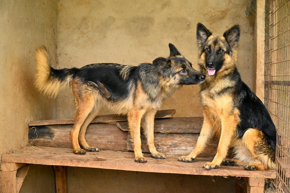 Miniature Cottage Dog House