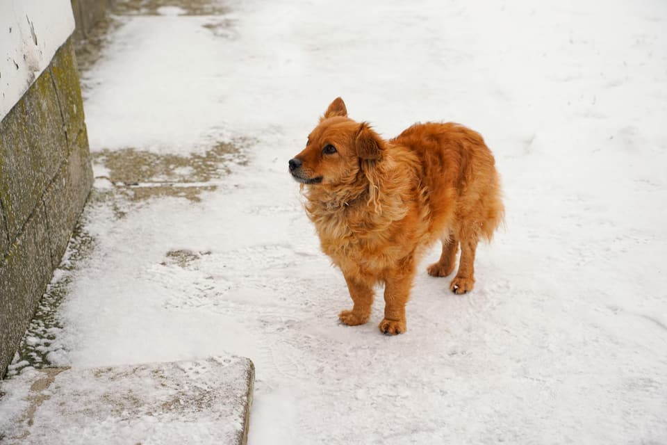 Dog House with Porch