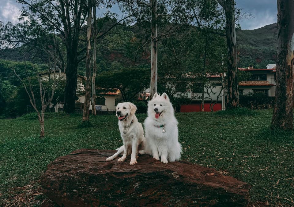 Raised Roofed Dog House