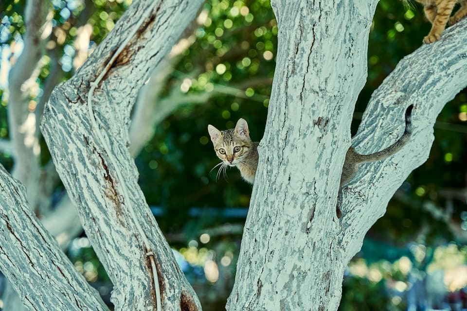 Cat Tower with Hammock