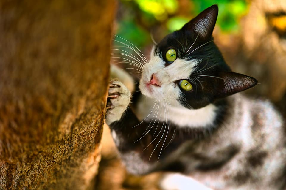 Tension-Mounted Cat Tower