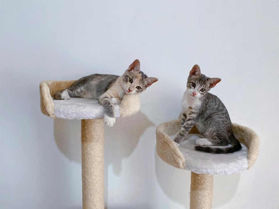 Cat Tower with Hideout