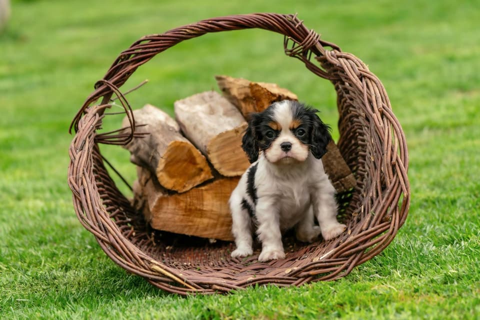 Cat Litter Box Cabinet