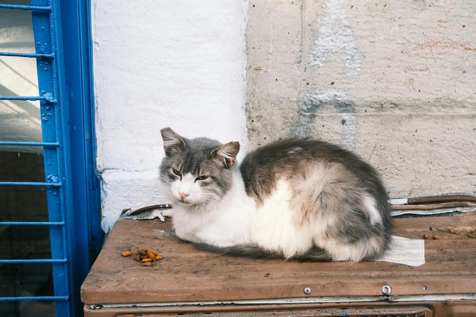 Shelf-Style Cat Walk