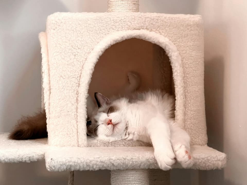 Wall-Mounted Cat Tower