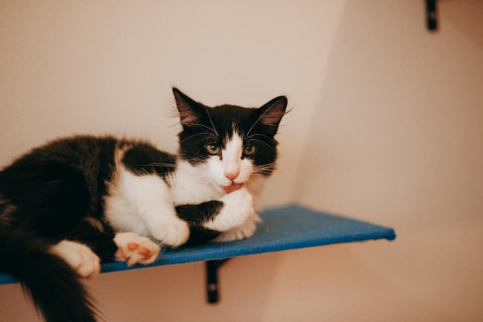 Wall-Mounted Cat Steps