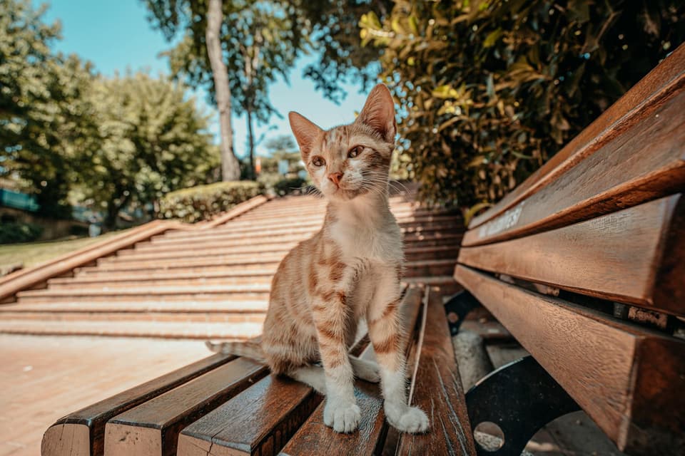 Wall-Mounted Cat Tower