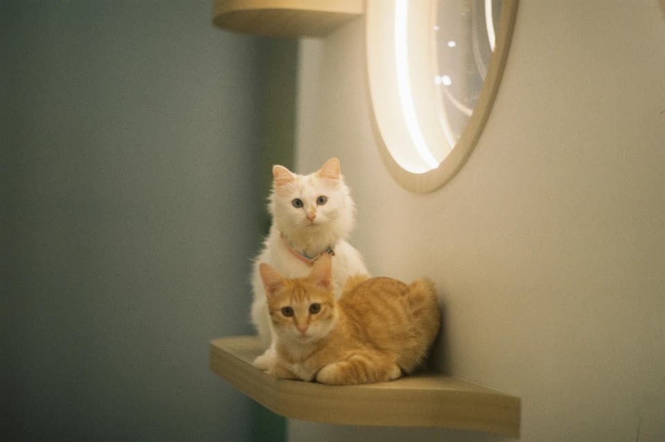 Shelf-Style Cat Walk