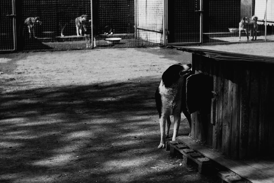 Raised Roofed Dog House