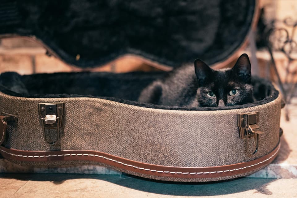 Pet Bed Storage Bench