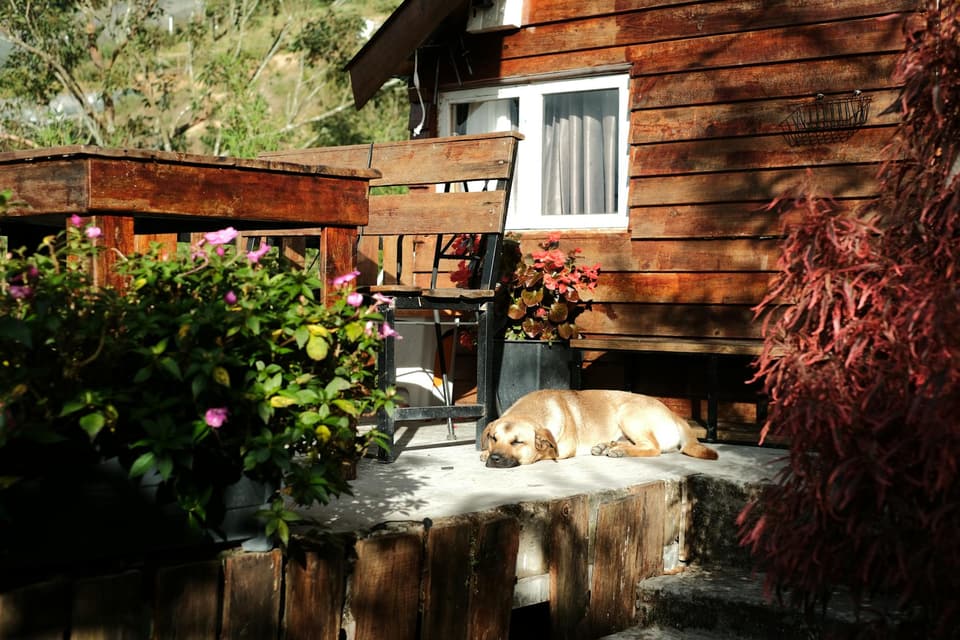 Dog House with Porch