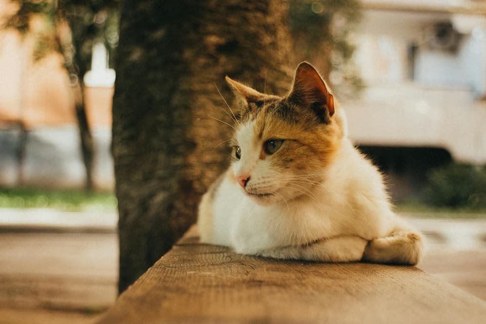 Tension-Mounted Cat Tower