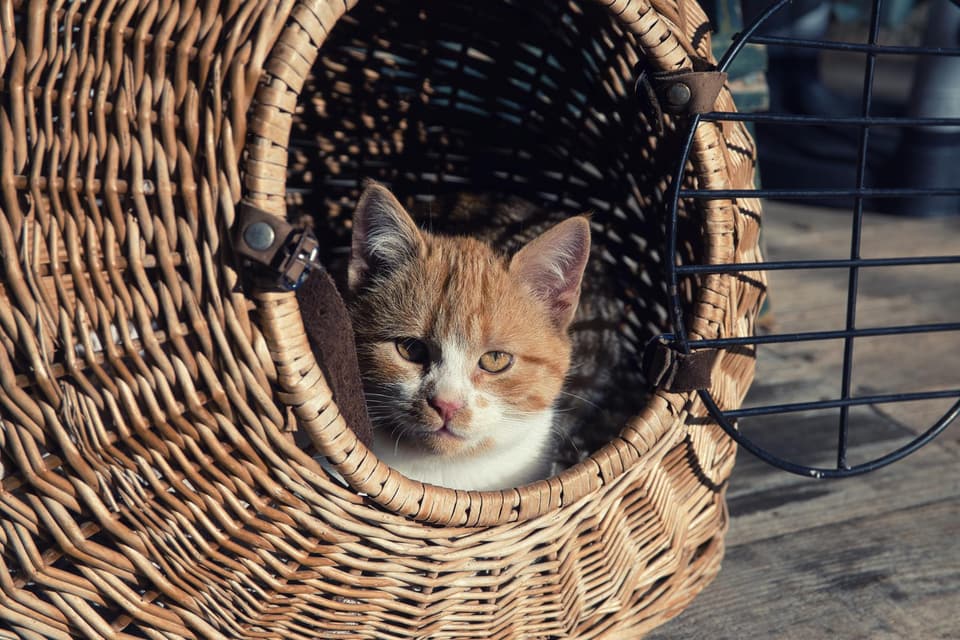Cat Litter Box Cabinet