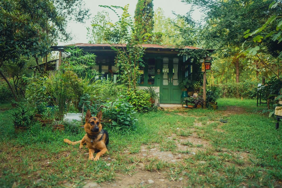 Dog House with Door