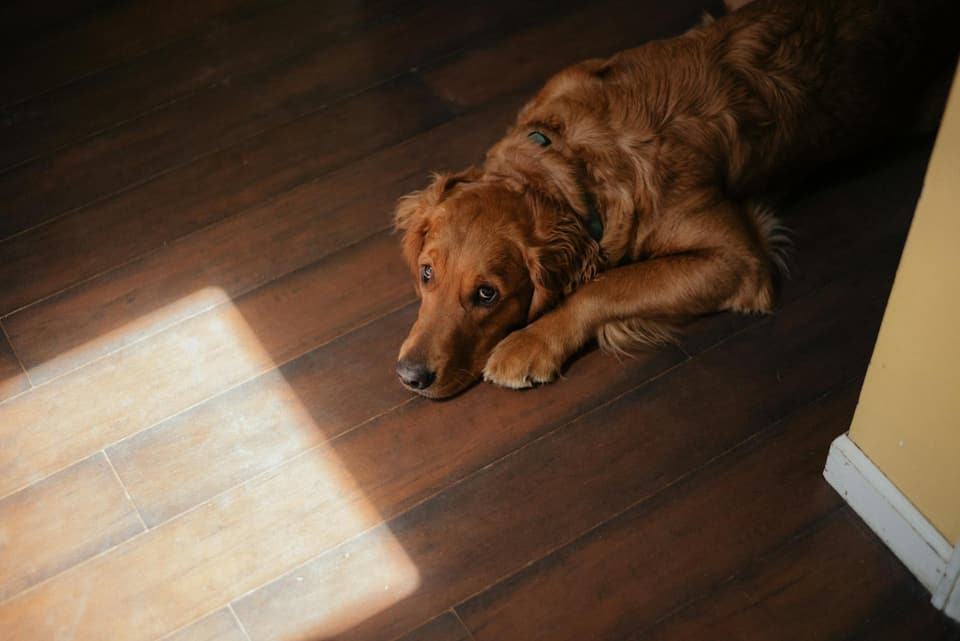 Miniature Cottage Dog House