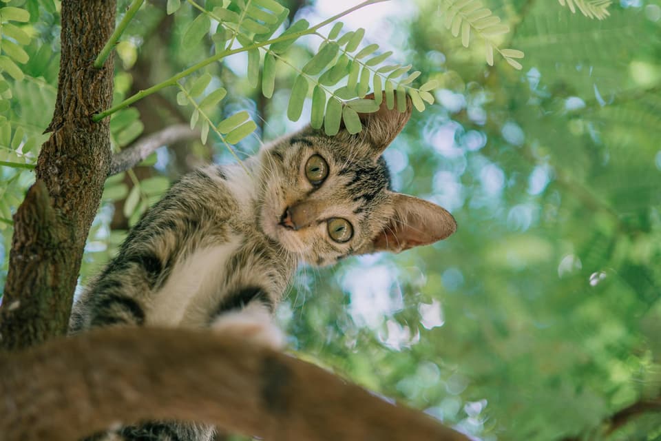 Cat Tower with Hammock