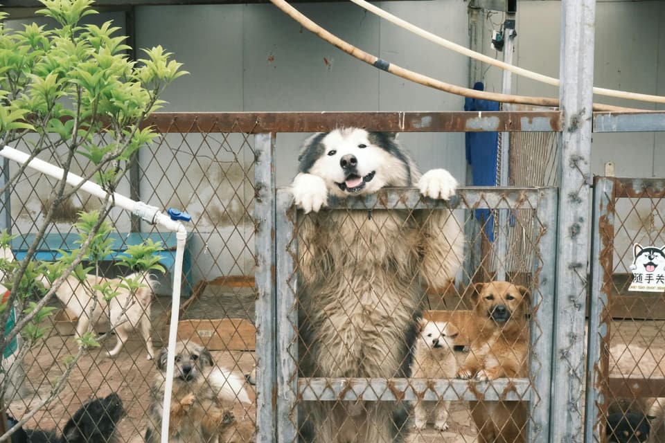 Medium Dog House