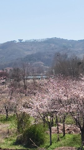 VID_20260408_134917116.mp4