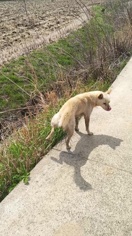 VID_20260414_124032944.mp4