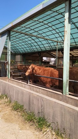 VID_20260418_110812502.mp4