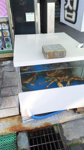 VID_20260418_073008300.mp4