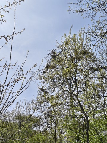 IMG_20260421_110101027_HDR.jpg