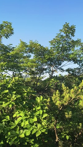 VID_20260603_064817616.mp4