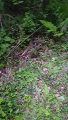 VID_20260612_051800514.mp4