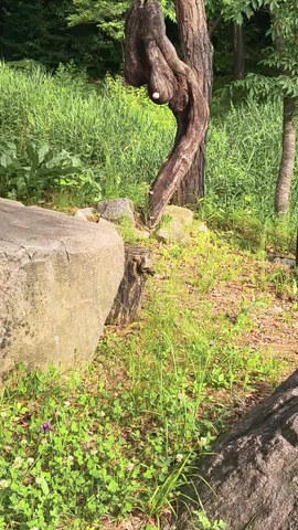 VID_20260614_084140959.mp4