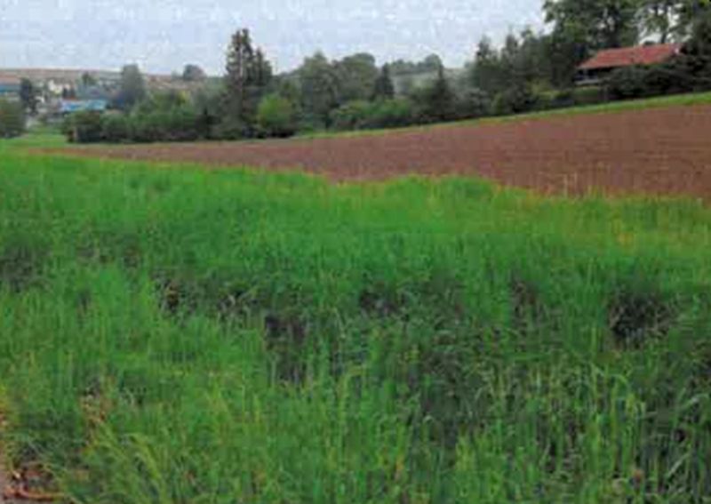 Land-/Forstwirtschaft in , 74924 Neckarbischofsheim - Bild 2