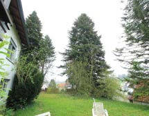 Einfamilienhaus in Mathias-Eberle-Weg  17, 88471 Laupheim, Bihlafingen - Bild 5