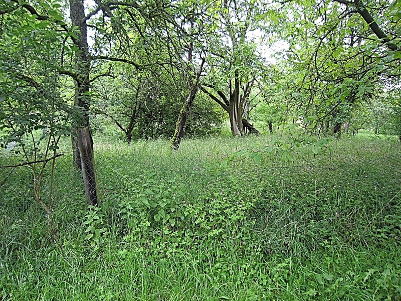 Land-/Forstwirtschaft in , 72636 Frickenhausen - Bild 2