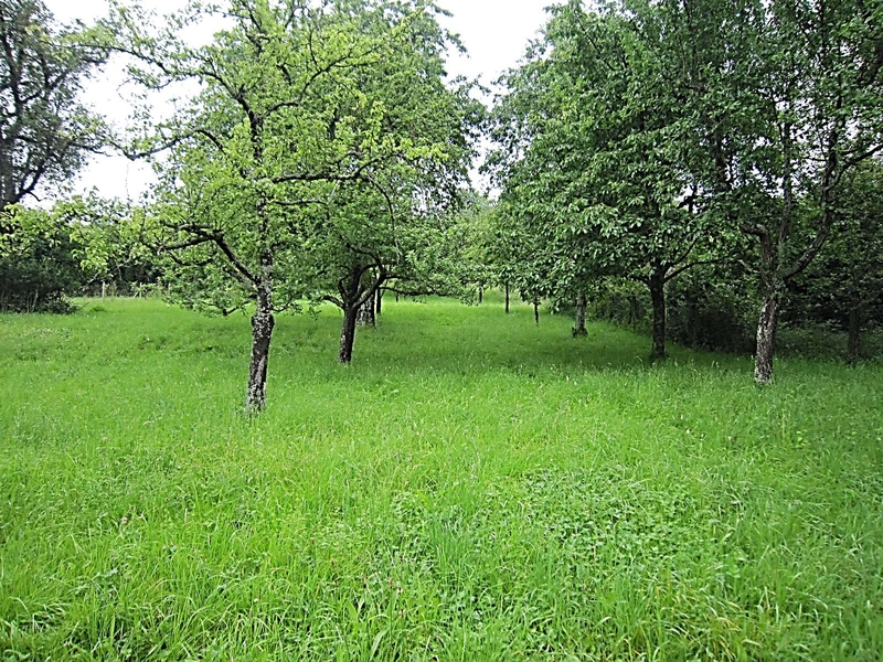 Land-/Forstwirtschaft in , 72636 Frickenhausen - Bild 3