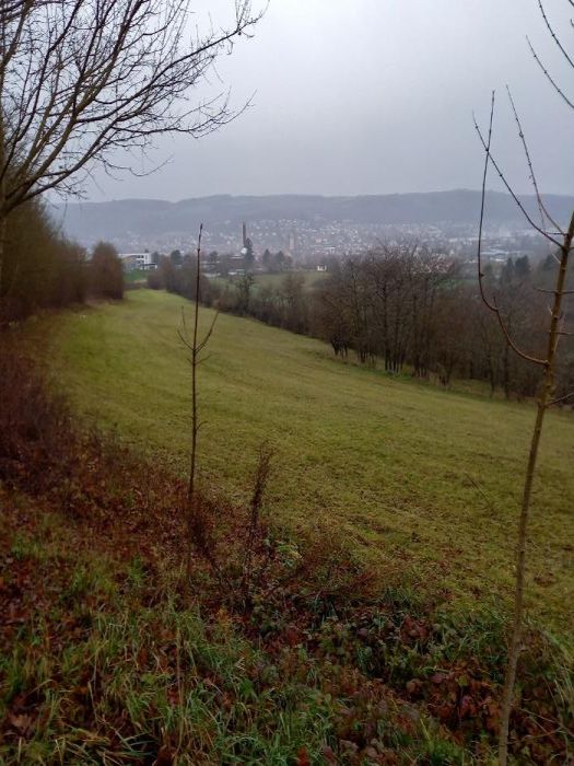 Land-/Forstwirtschaft in Unterer Büchelberg, 97941 Tauberbischofsheim - Bild 4