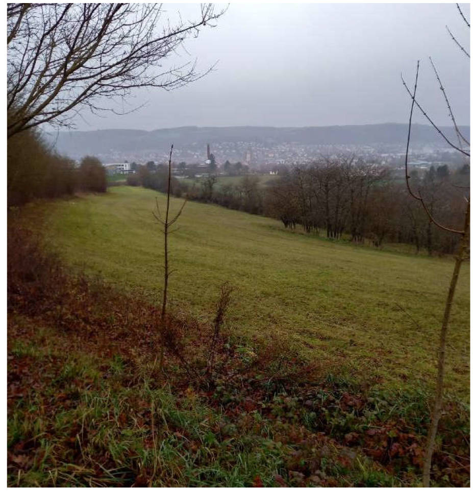 Land-/Forstwirtschaft in Unterer Büchelberg, 97941 Tauberbischofsheim