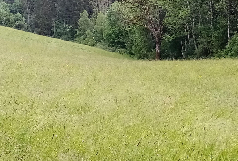 Land-/Forstwirtschaft in , 74405 Gaildorf - Bild 2