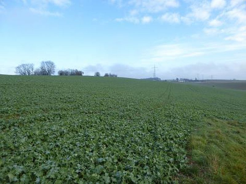 Land-/Forstwirtschaft in , 69168 Wiesloch-Schatthausen - Bild 3