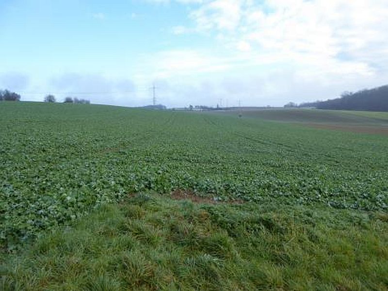 Land-/Forstwirtschaft in , 69168 Wiesloch-Schatthausen - Bild 2