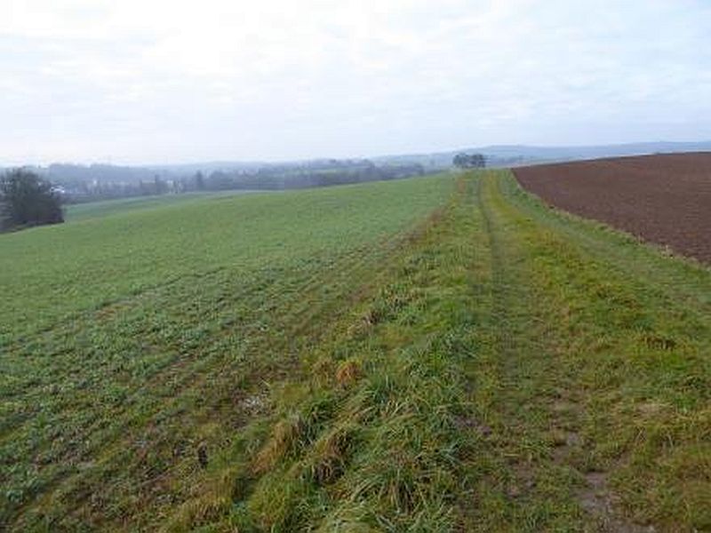 Land-/Forstwirtschaft in , 69168 Wiesloch-Schatthausen - Bild 3