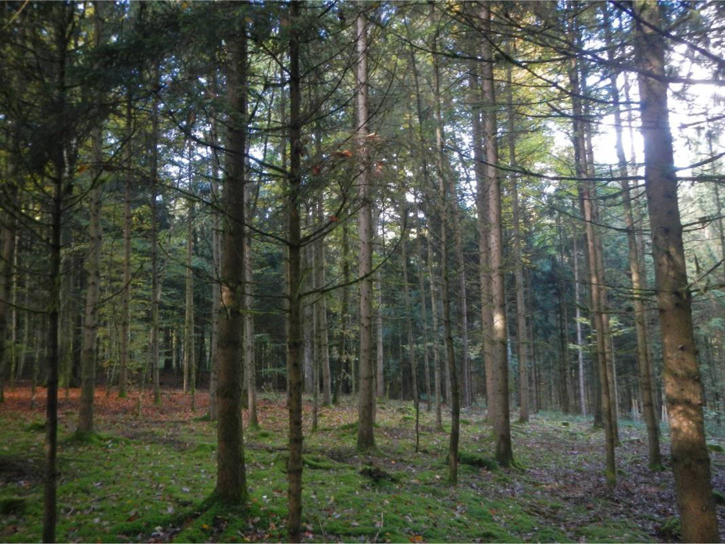 forstwirtschaftlich genutztes Grundstück in bei Eichberg, 94469 Deggendorf - Bild 2