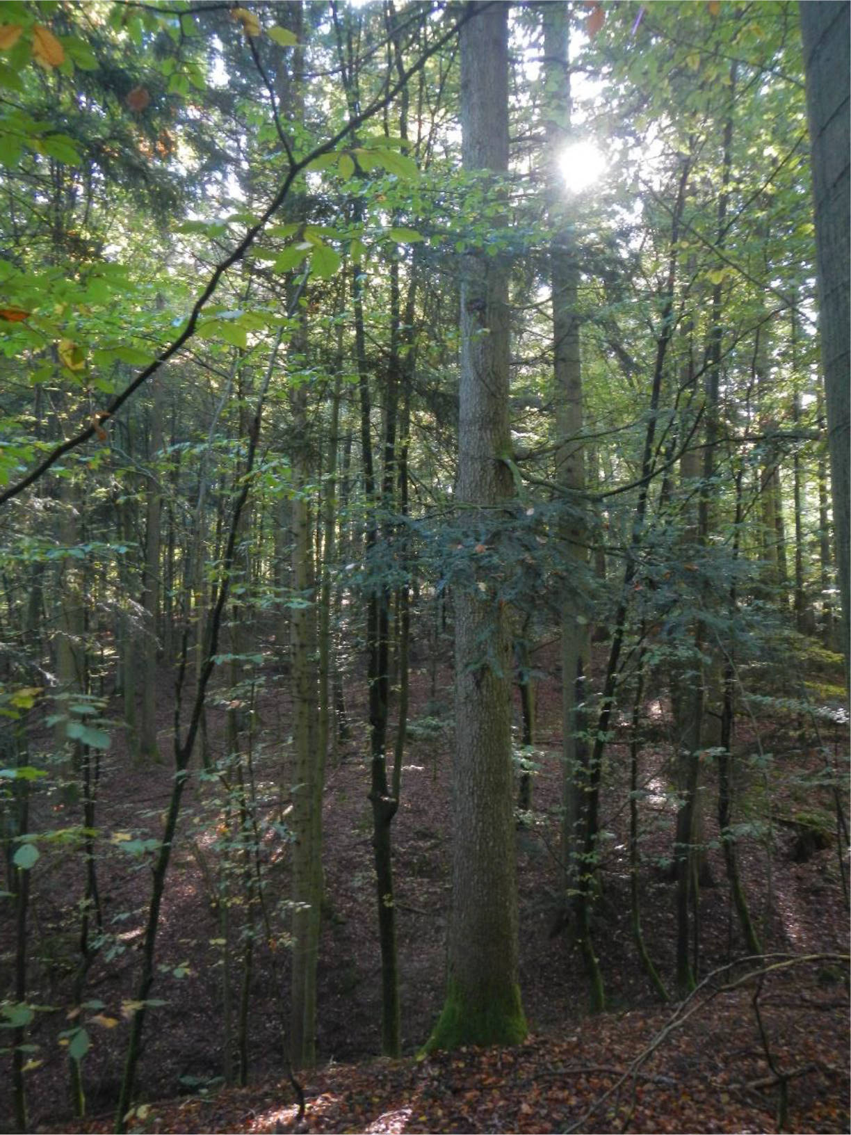 forstwirtschaftlich genutztes Grundstück in bei Eichberg, 94469 Deggendorf - Bild 3