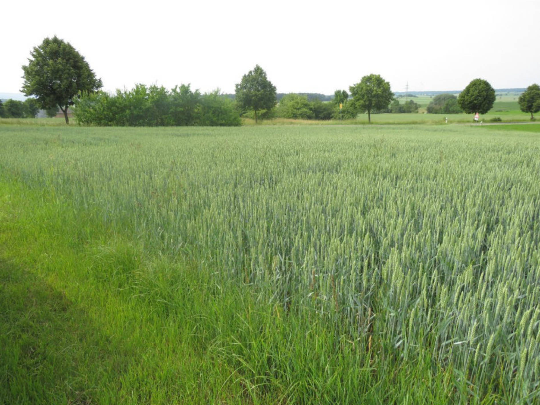 bayern 0001 K 0032/2025 Sandstraße 9/Semmeläcker, 96482 Ahorn, Witzmannsberg 5