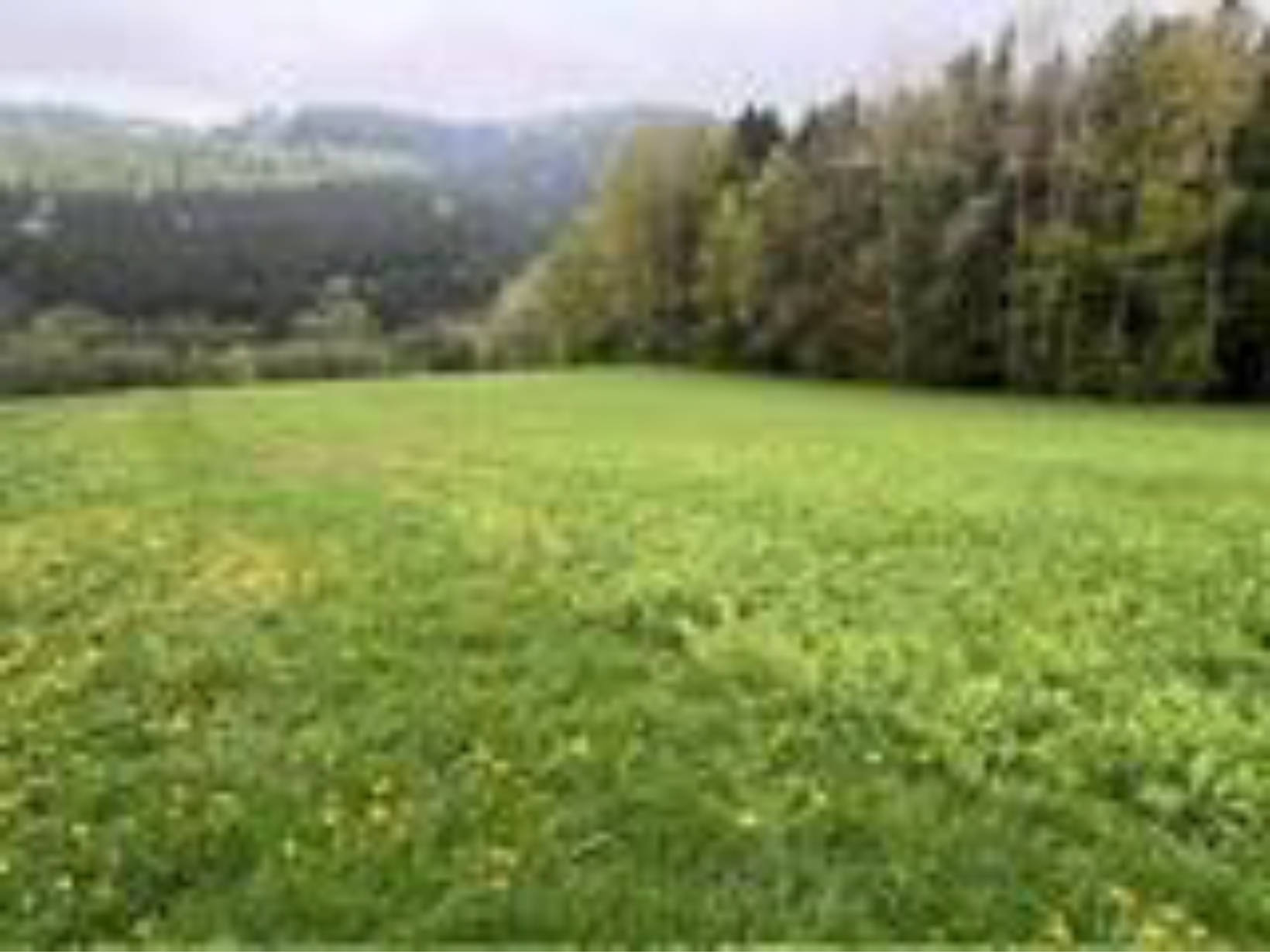 Landwirtschaftsfläche in Winterzell Flst. Nr. 906, 93453 Neukirchen b. Hl. Blut, Neukirchen b. Hl. Blut - Bild 5