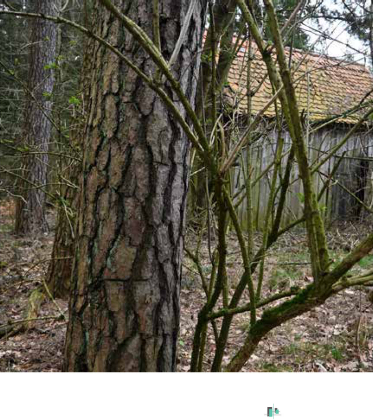 land- und forstwirtschaftlich genutztes Grundstück in Brandholz, 91604 Flachslanden, Borsbach