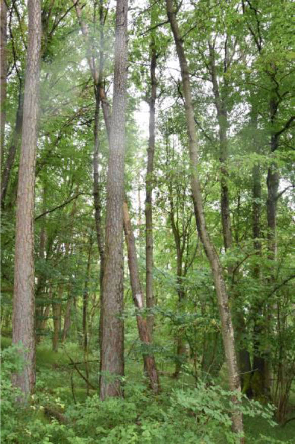 land- und forstwirtschaftlich genutztes Grundstück in In der Willeiche, Eicholz, An der Obern Lenn, , 97834 Birkenfeld +  97842 Karbach - Bild 3