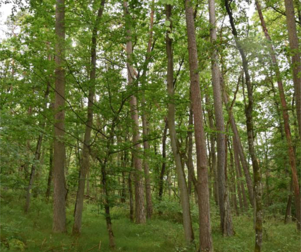 land- und forstwirtschaftlich genutztes Grundstück in In der Willeiche, Eicholz, An der Obern Lenn, , 97834 Birkenfeld +  97842 Karbach - Bild 5