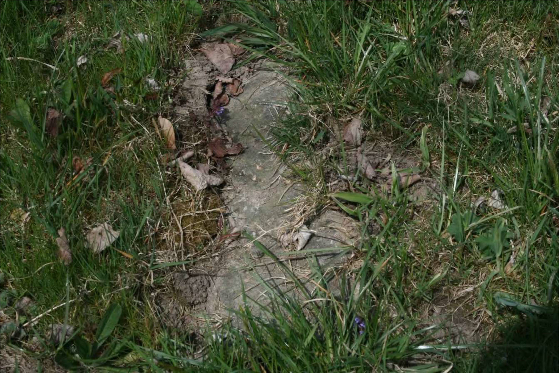 landwirtschaftliches Grundstück in Nähe Grünbichl, 94261 Kirchberg i. Wald - Bild 4