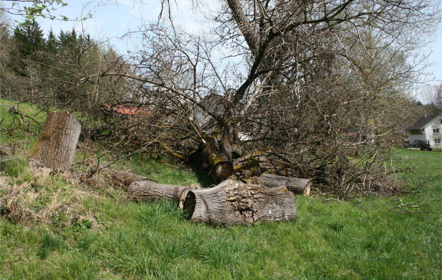 landwirtschaftliches Grundstück in Nähe Grünbichl, 94261 Kirchberg i. Wald - Bild 3
