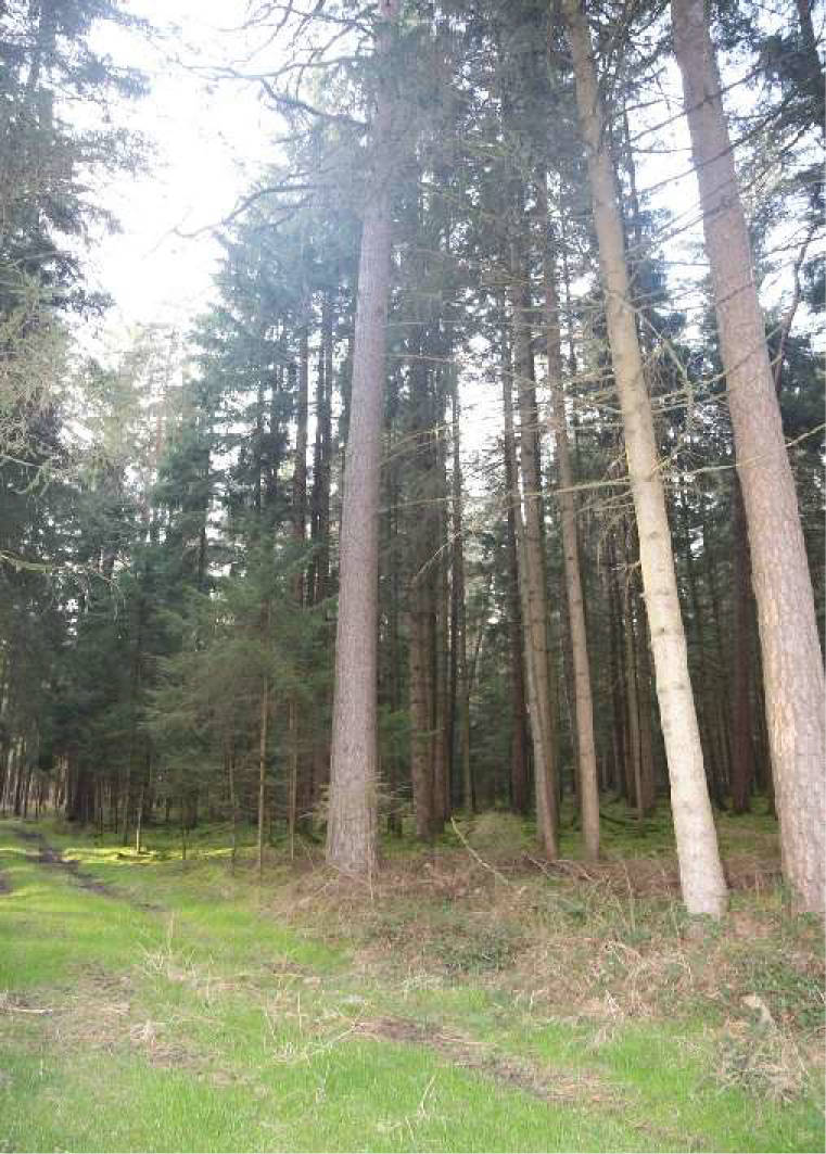 land- und forstwirtschaftlich genutztes Grundstück in Marktziegenholz, 92287 Schmidmühlen - Bild 2