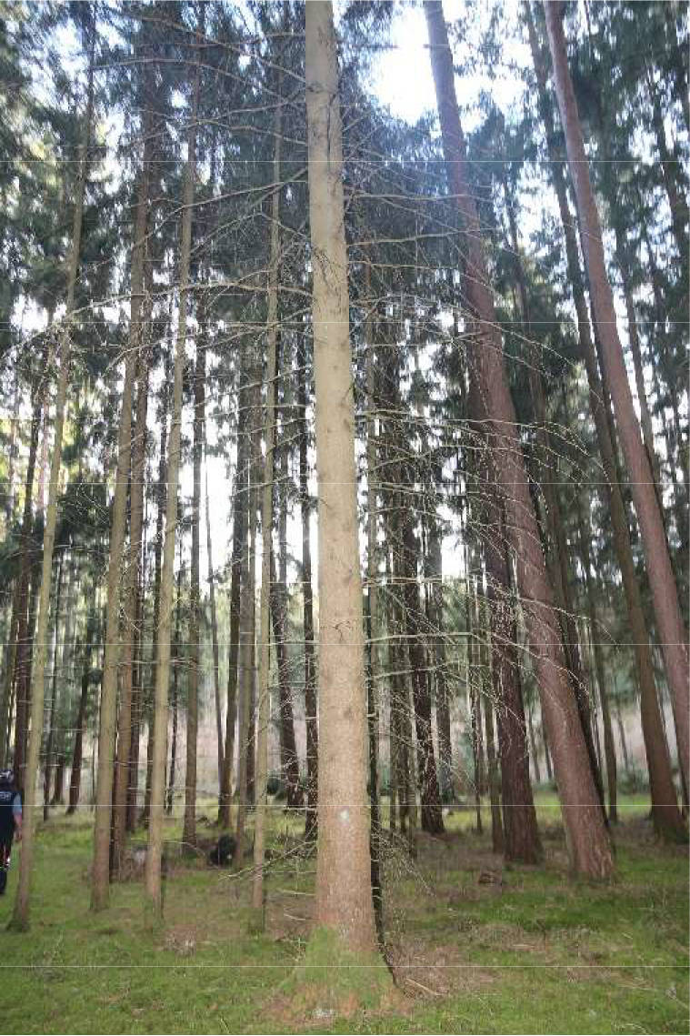 land- und forstwirtschaftlich genutztes Grundstück in Marktziegenholz, 92287 Schmidmühlen